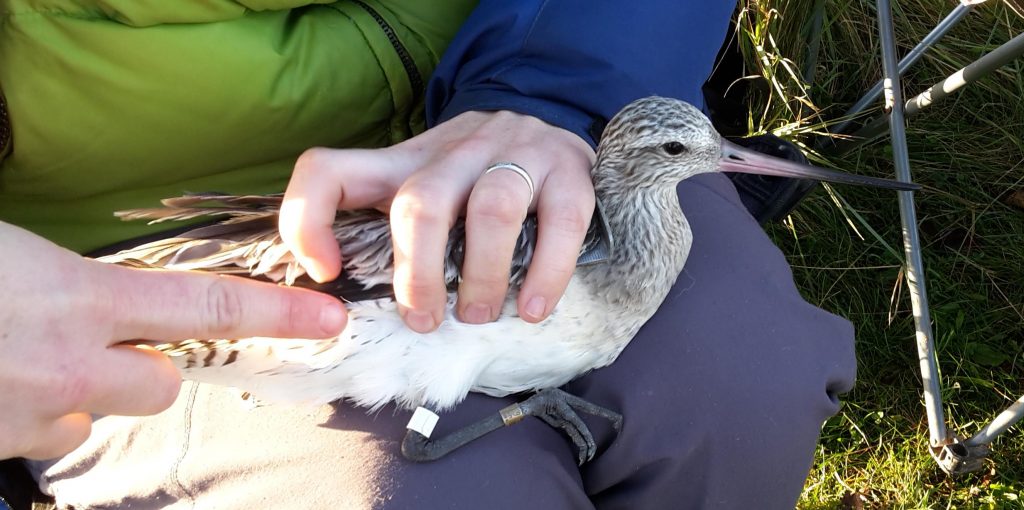 Bar-tailed Godwit being measured.