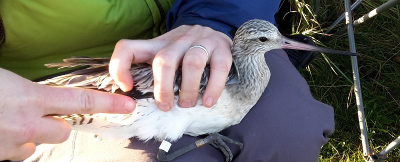 Bar-tailed Godwit being measured