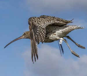 Curlew with flag E1