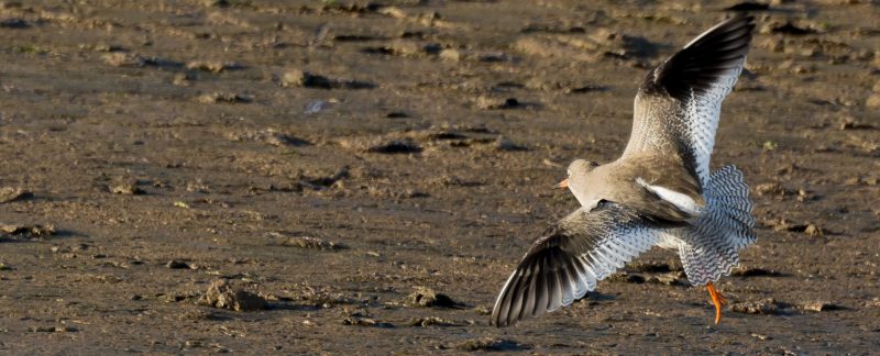 Redshank landing