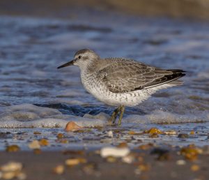 Knot in winter plumage standing on the tide edge