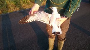 Relict Gull being examined in the hand