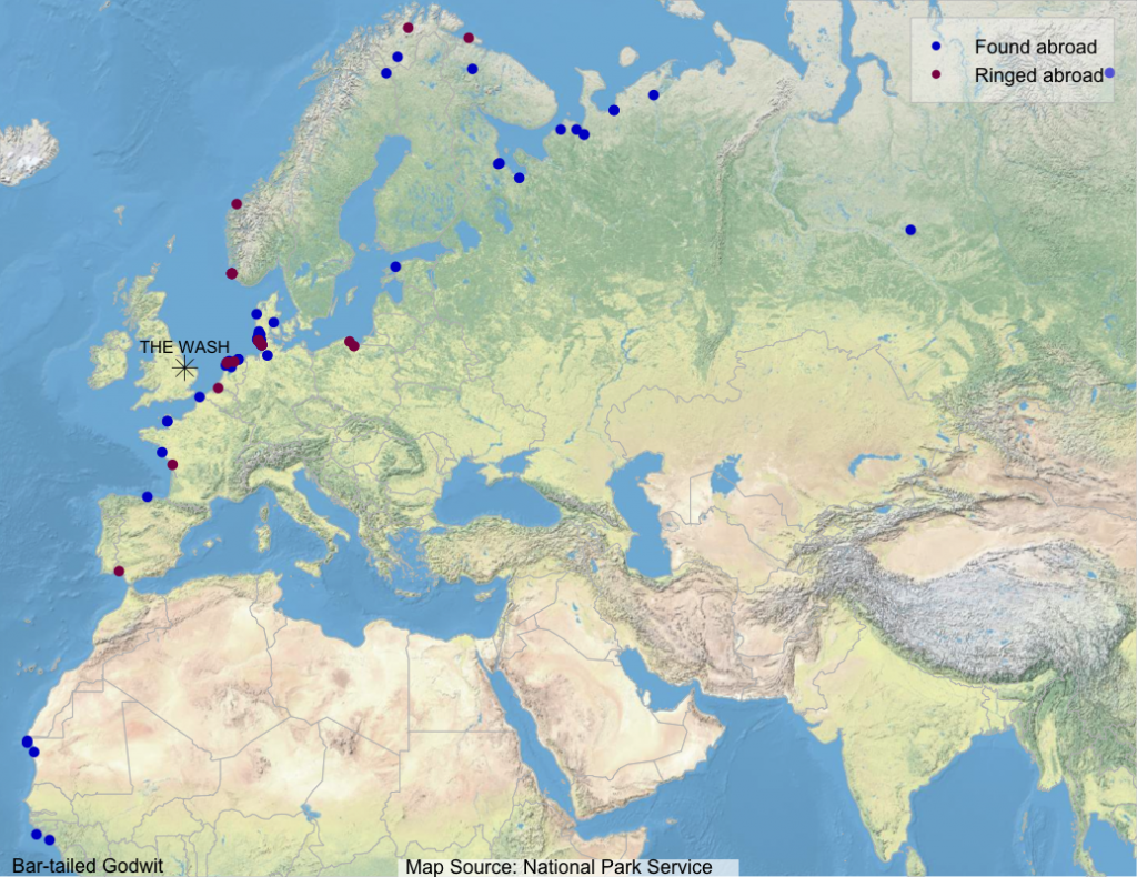 Map shows where Wash-ringed Bar-tailed Godwits have been found abroad (blue dots) and where foreign-ringed birds that have been encountered on The Wash were ringed (maroon dots)