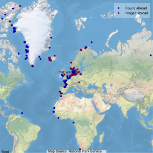 May showing where Wash-ringed Knot have been found abroad (blue dots) and where foreign-ringed birds that have been encountered on The Wash were ringed (maroon dots).