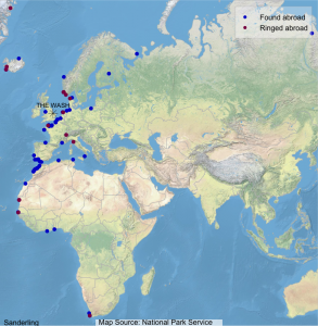 Map showing where Wash-ringed Sanderling have been found abroad (blue dots) and where foreign-ringed birds that have been encountered on The Wash were ringed (maroon dots).
