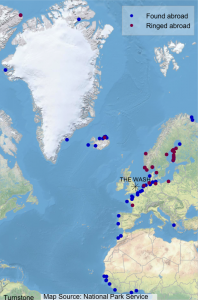 Map showing where Wash-ringed Turnstone have been found abroad (blue dots) and where foreign-ringed birds that have been encountered on The Wash were ringed (maroon dots).