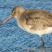 Black-tailed Godwit