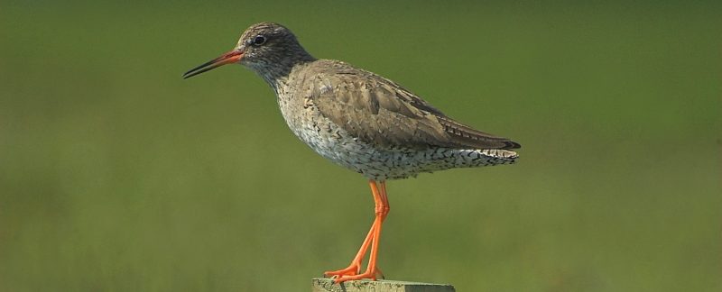 Redshank on post, by Rob Robinson