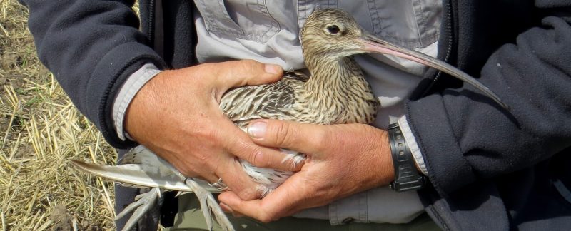 Newly ringed Curlew about to be released, by Cathy Ryden