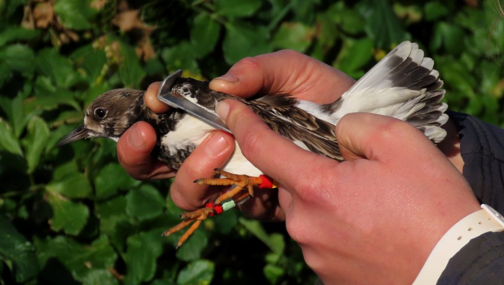 Measuring a colour-ringed Turnstone, by Cathy Ryden