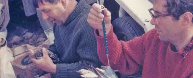 Mike Watson and Clive Minton processing a godwit, by Daphne Watson