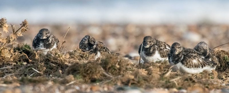 Turnstone in the tide rack, by Rob Robinson