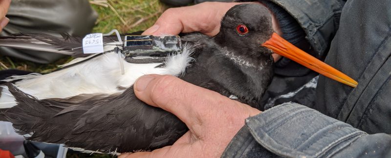 Practice tag attachment on an Oystercatcher, by Chantal Macleod-Nolan