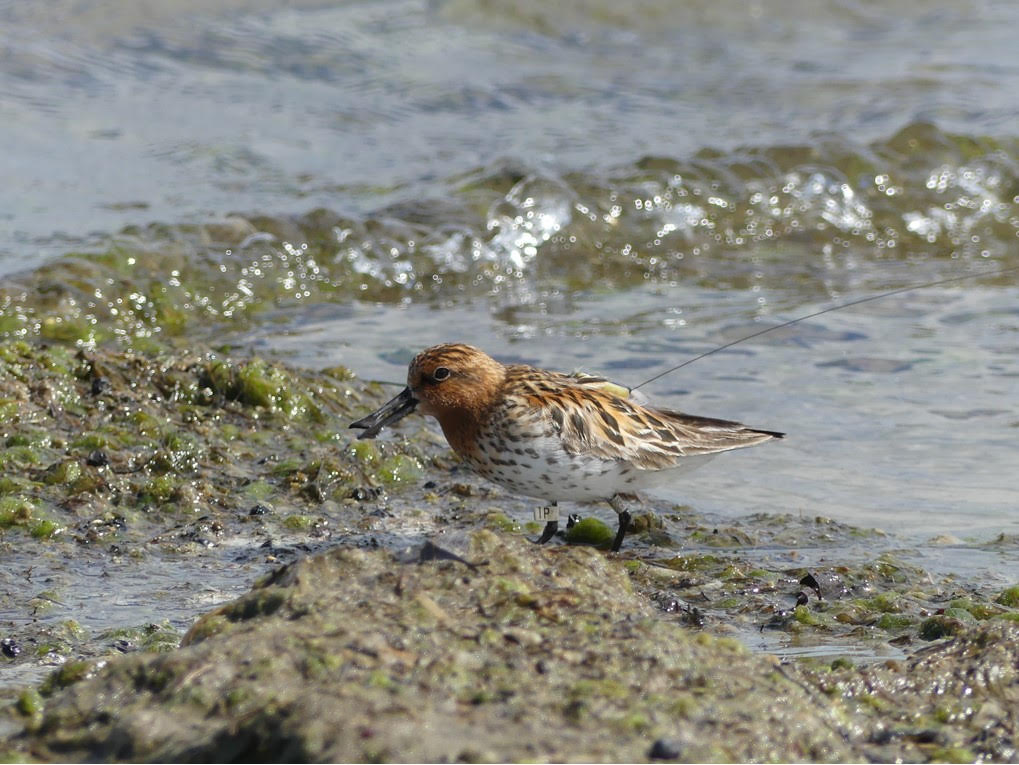 Spoon-billed Sandpiper in water, showing the antenna of a satellite tag on it's back