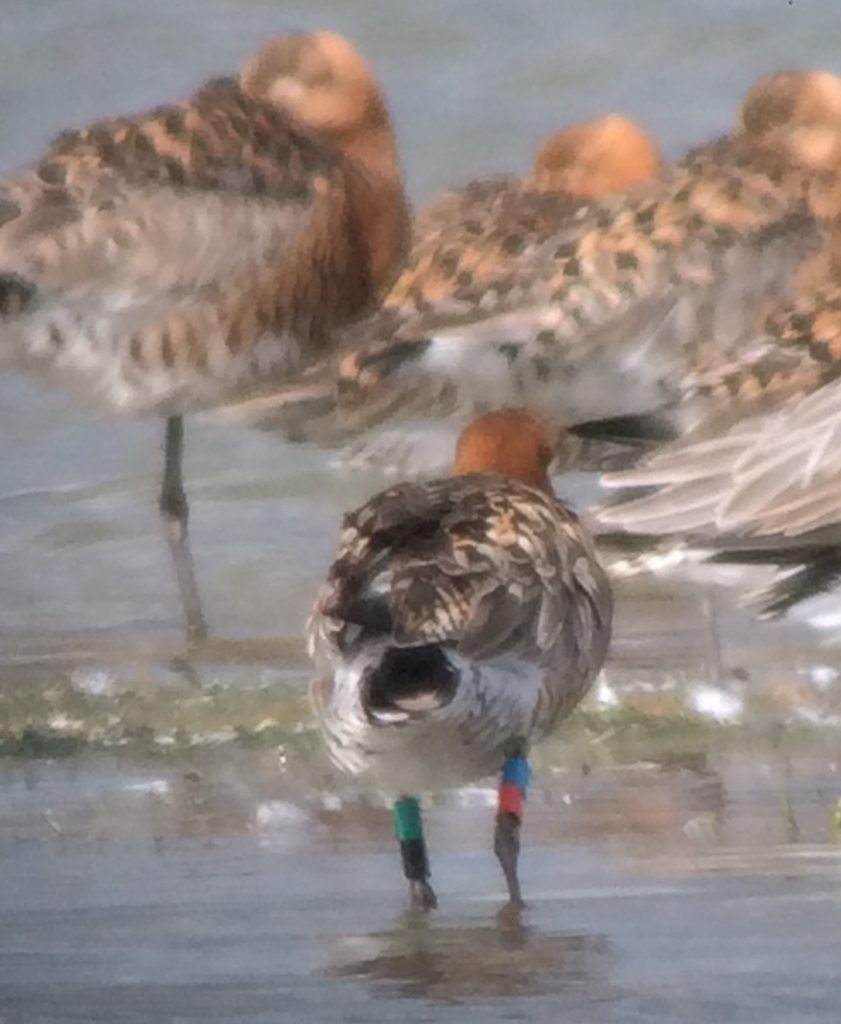 Black-tailed Godwit at Frampton with colour rings, by Bernard Siddle