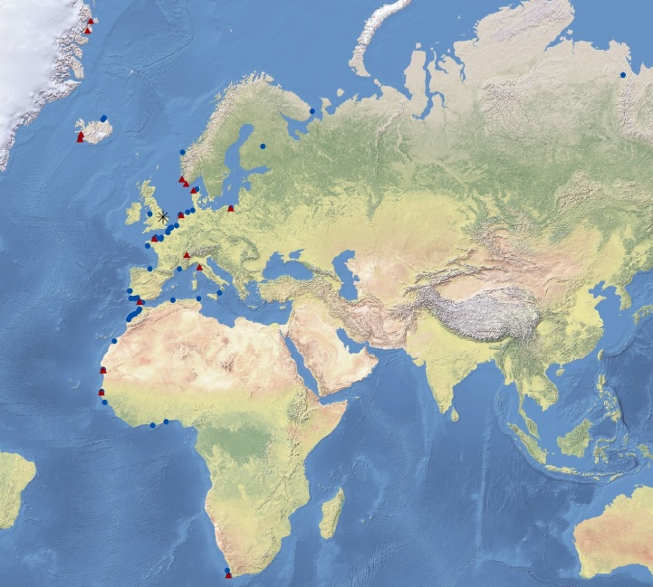 Map shows ringing locations of Sanderling ringed abroad and recovered on The Wash (red triangles) and recovery locations of birds ringed on The Wash and recovered abroad (blue dots).
