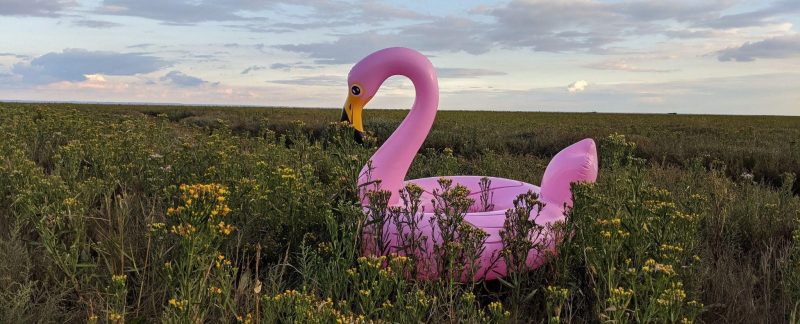 An inflatable flamingo sitting on saltmarsh, by Chantal Macleod-Nolan