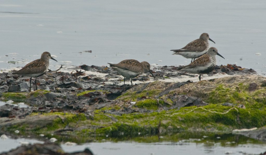 Dunlin standing and feeding on the shore, by Rob Robinson