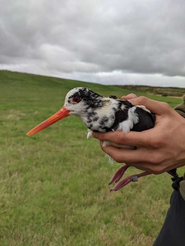 A photo of a leucistic oystercatcher in the hand, by Chantal Macleod-Nolan