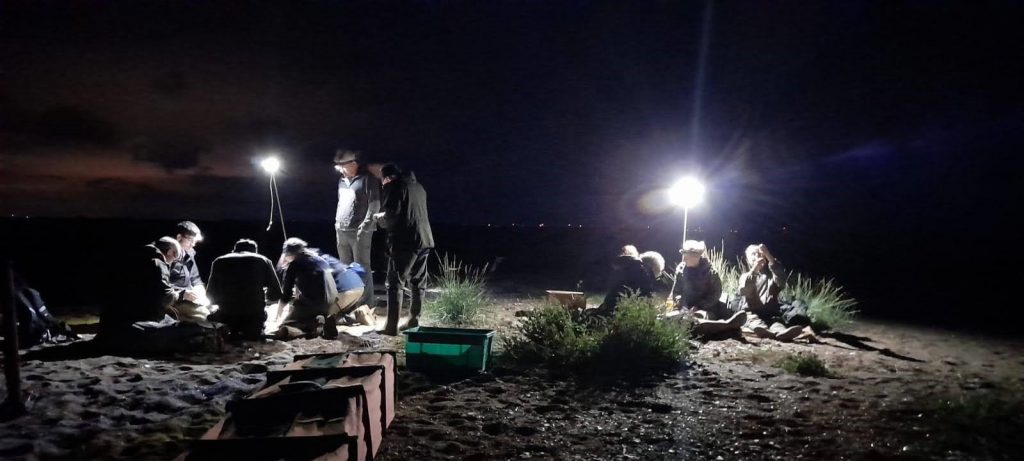 A team of people ringing birds on the beach in the dark, under portable lights, by Kirsty Turner