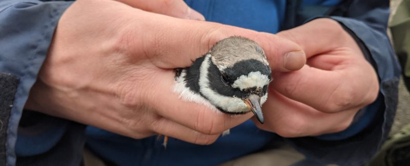 Photo of a Ringed Plover in the hand, by Chantal Macleod-Nolan