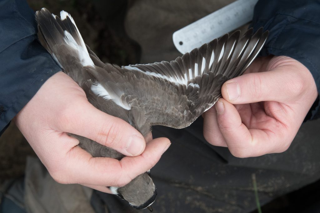 A Ringed Plover in the hand, being examined with the wing extended. Photo by Rob Robinson.