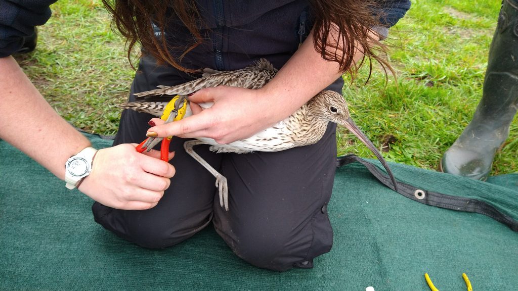 Photo of a Curlew being ringed, by Sara Miller