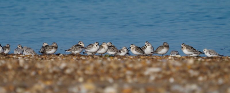 Photo of Sanderling on a shingle beach, taken at the birds' eye level. Photo by Cathy Ryden.