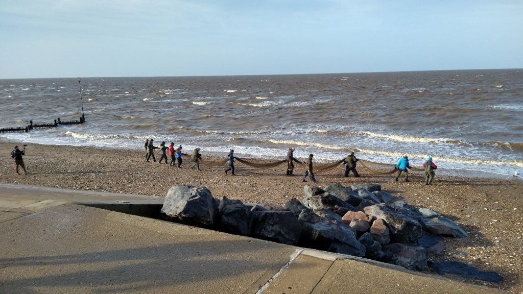 Photo of the ringing team lifting the net into position on the shingle beach, by Sara Miller