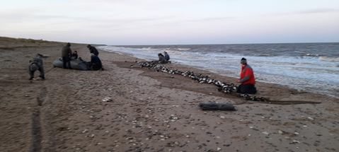 Team members on the beach kneeling down next to the net full of Oystercatchers. Photo by Kirsty Turner
