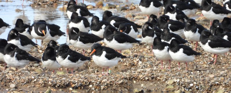 Oystercatchers on the beach with one wearing a colour mark engraved with A3N standing at the front, by Cathy Ryden