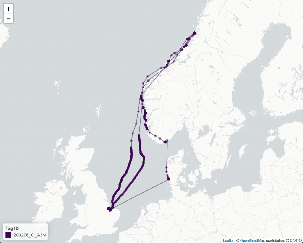 Map showing the migration route of Oystercatcher 'A3N'