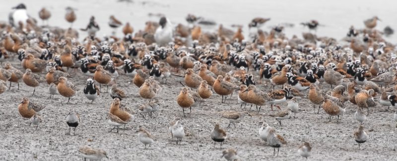 A group of wader on the beach, by Rob Robinson
