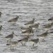Feeding Bar-tailed Godwits on the Wash, by Cathy Ryden