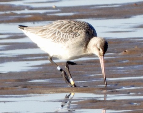 Colour-marked Bar-tailed Godwit N1PYPN at Snettisham, by Cathy Ryden