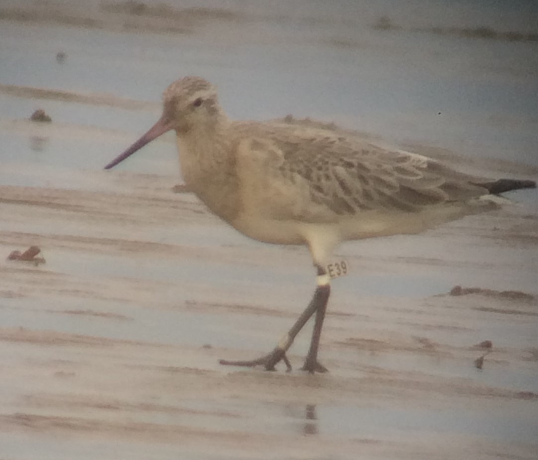 Polish colour-marked Bar-tailed Godwit with white a flag enscribed with E39 at Heacham, by Bernard Siddle