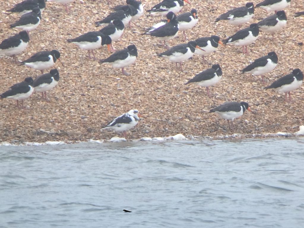 Photo of a leucistic Oystercatcher roosting with other Oystercatchers with standard plumage at Snettisham Pits in Norfolk. Photo by Rob Pell