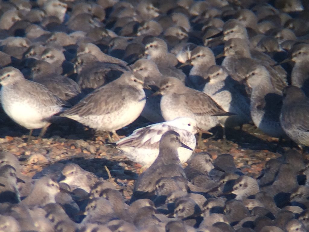 Photo of a leucistic Knot amongst standardly coloured Knot at Snettisham Pits in Norfolk. Photo by Rob Pell