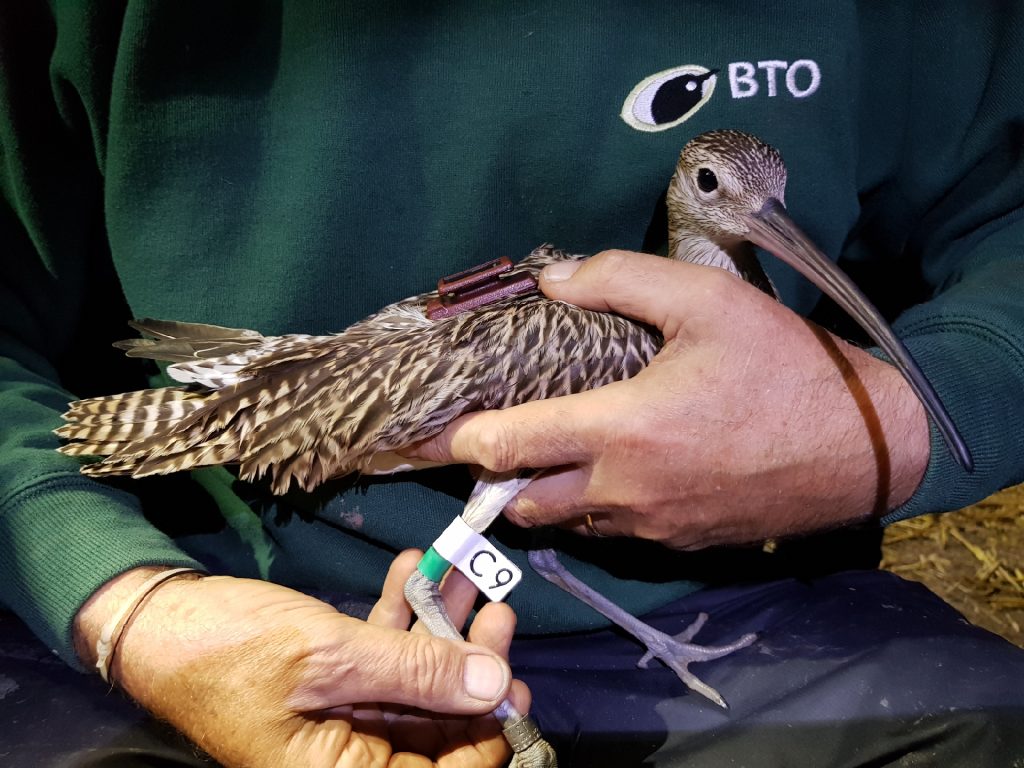 A Curlew being held, with a tag on its back. The bird also has a green colour ring and a white flag with C9 written on it.