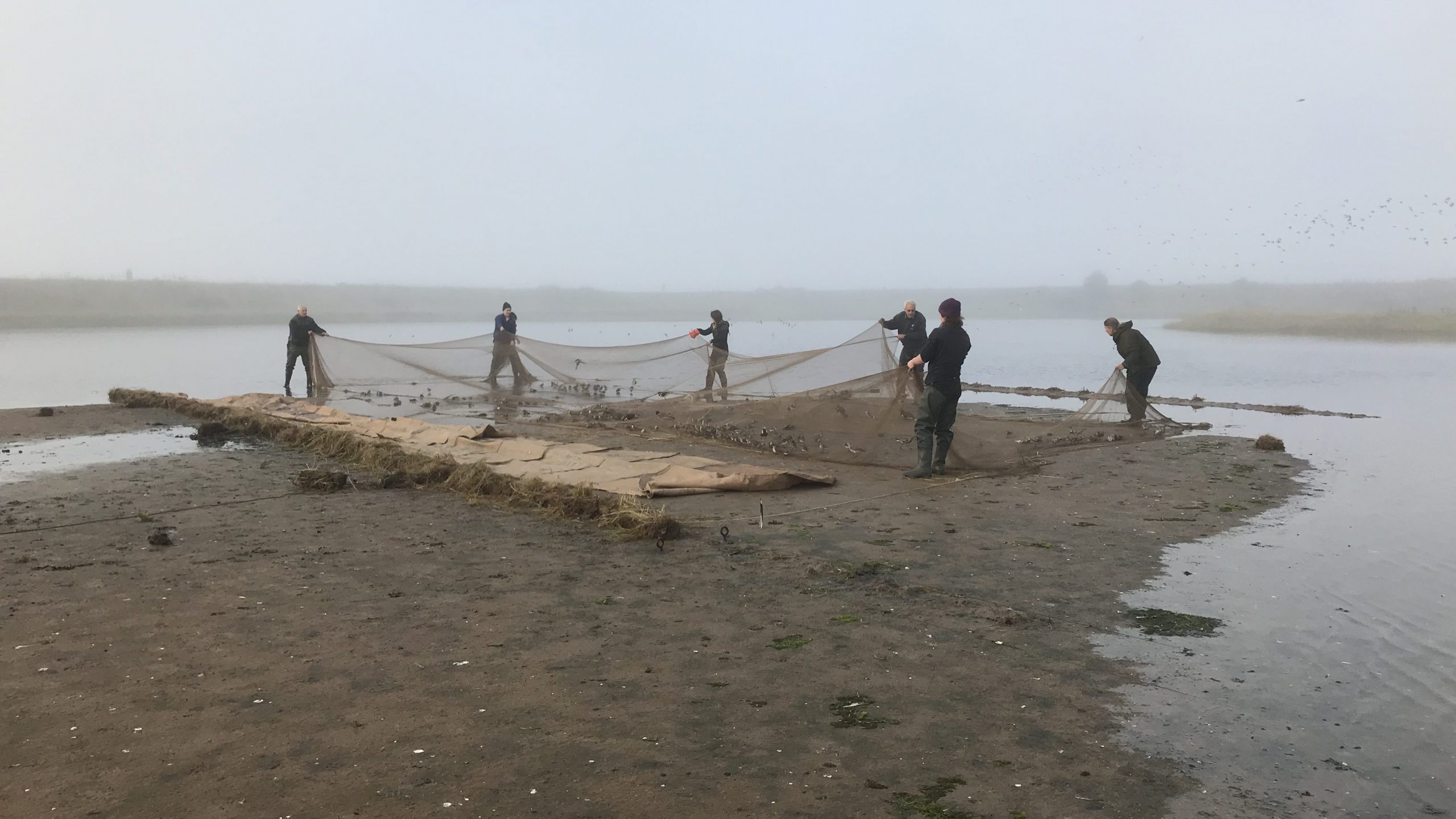 A team of bird ringers lifting a small-mesh net after a successful catch. The team are on a mud bank, surrounded by water, on a misty day.
