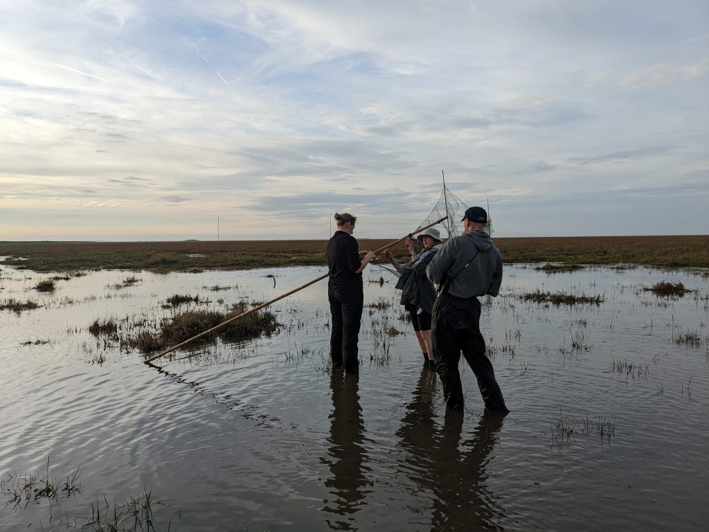 A group of bird ringers putting up mist nets on a watery marsh.