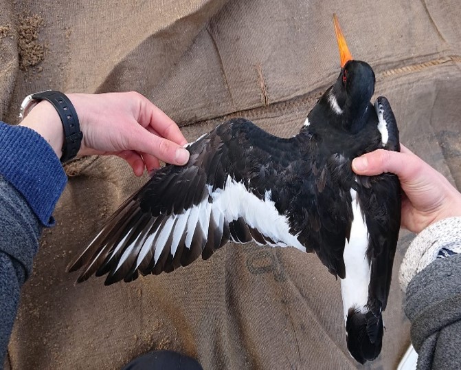 Oystercatcher in active moult, by Lucy Yates