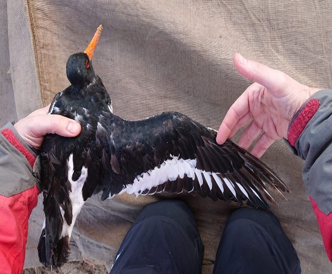 Oystercatcher in arrested moult, by Lucy Yates