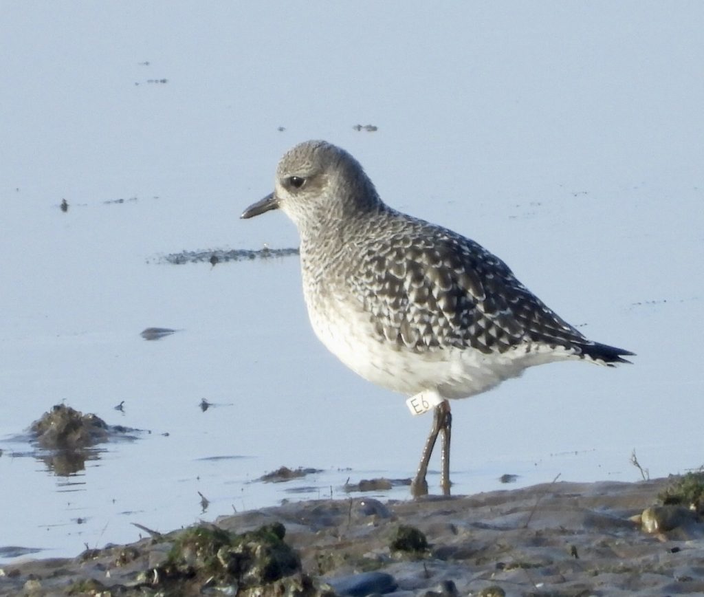 Grey Plover wearing colour mark ‘E6’ at Heacham Dam, by Cathy Ryden