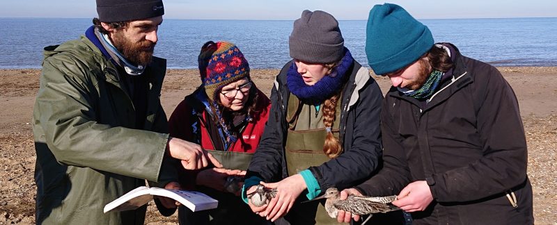 A group of four people looking at Bar-tailed Godwits in the hand and learning to age them. Photo by Lucy Yates.