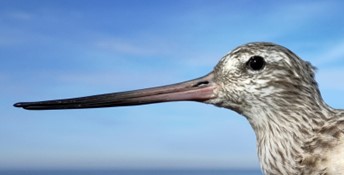 Profile photo of a Bar-tailed Godwit head and bill, by Guy Anderson.