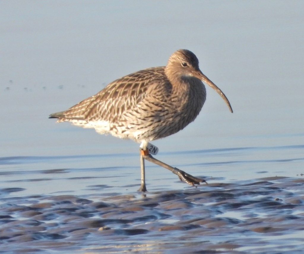 Photograph of a Curlew on mud. The bird ha a white flag with 2N on it on one leg.