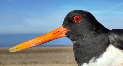 Oystercatcher profile, by Guy Anderson