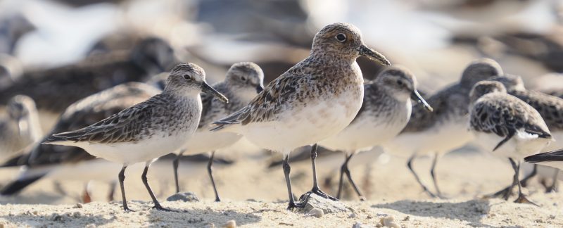 A group of shorebirds standing on a beach. Most are Semipalmated Sandpipers, but one is larger and is a Sanderling. All are white underneath - the sandpipers have grey backs and heads while the Sanderling also has reddish brown feathers. Photo by Cathy Ryden.