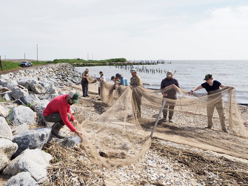 A photo of a group of bird ringers (banders) picking up a net on a shingly beach, next to a line of rocks placed beside a road as a sea defence. The team is cleaning the net of debris from the beach. The sea is behind the team and looks grey under a hazy sky.
